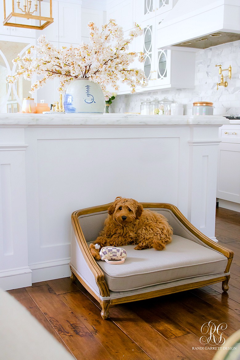 glam puppy bed - mini labradoodle