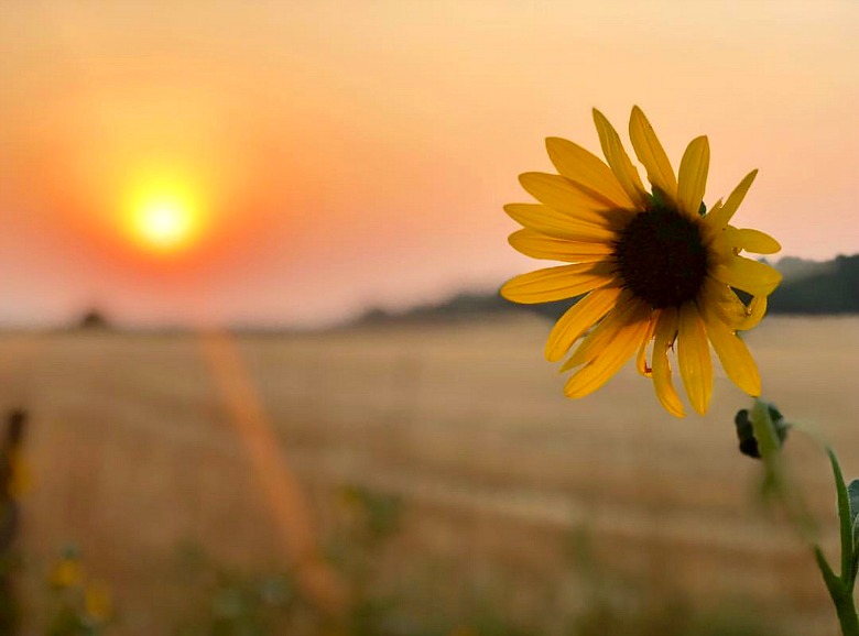 black eyed susan