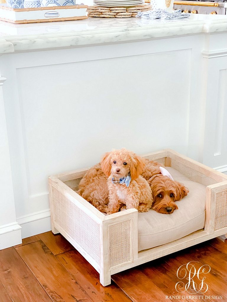 Stylish Puppy Essentials - Randi Garrett Design